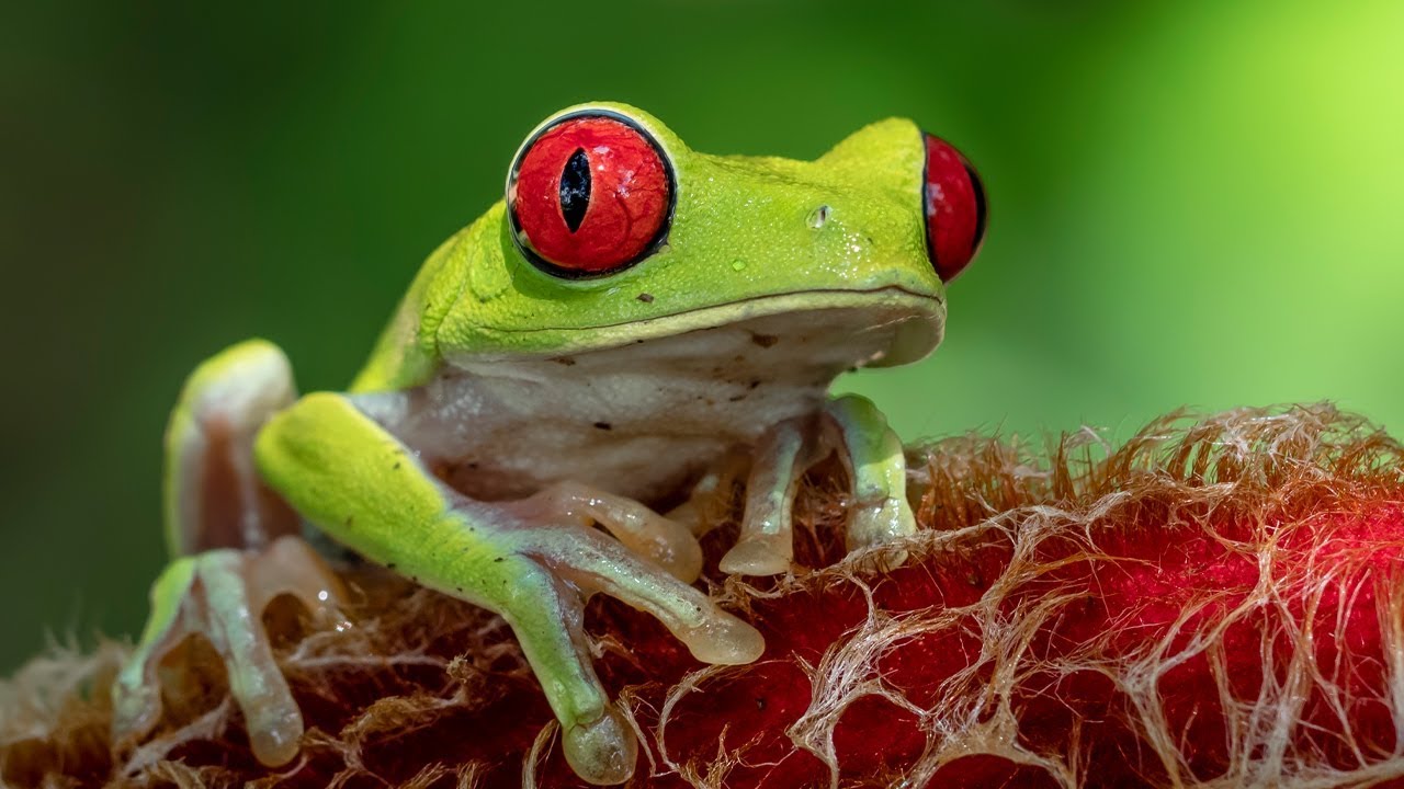 Nikon D850. Фотоохота на дикую природу в Коста-Рике. День второй. Макросъемка. Nikon 500MM F4