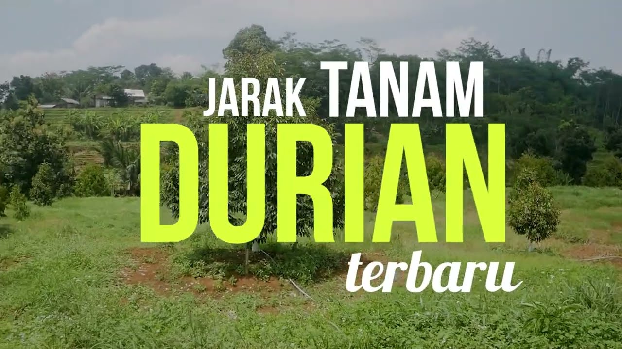 UPDATE 2022! JARAK TANAM DURIAN TERBARU YANG IDEAL ATAU MINIMAL @aguswidodo9987