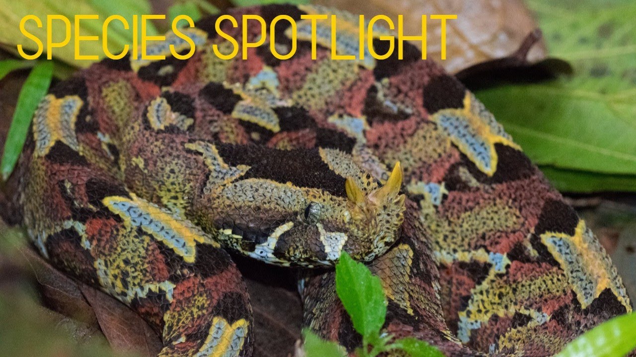 Species Spotlight: RHINOCEROS VIPER (Bitis nasicornis)