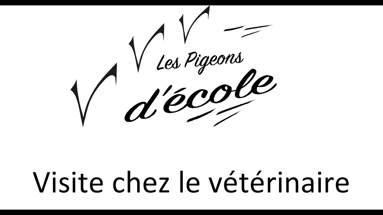 6. Visite chez le vétérinaire