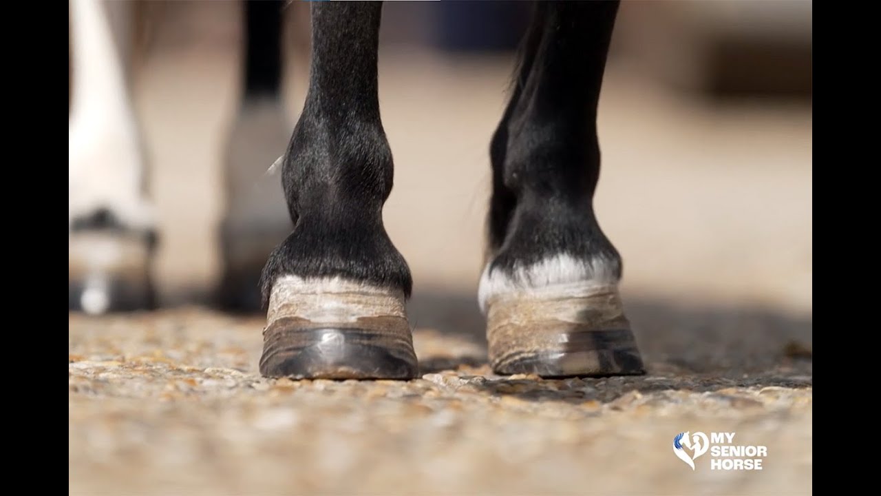 Recognizing the Early Signs of Laminitis in Horses