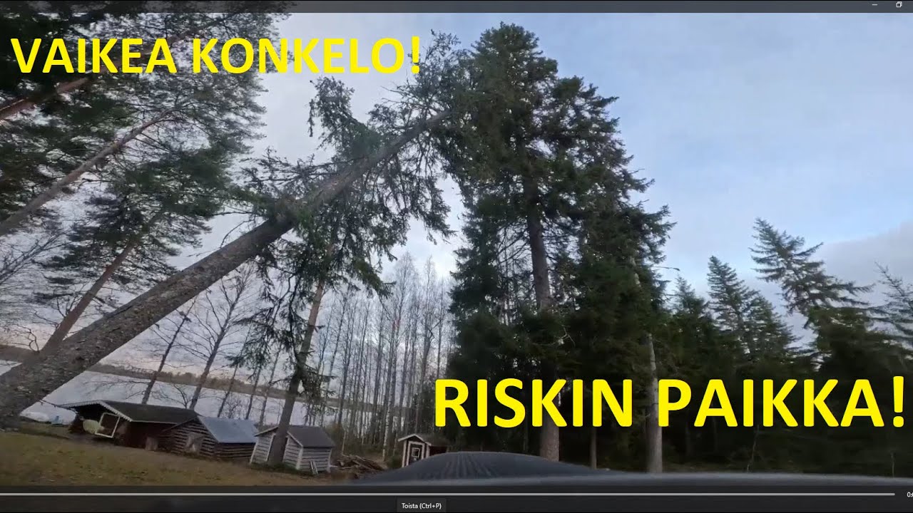 Metsolan metsäkoulu 354 - Miten sinä kaataisit tämän konkelon?