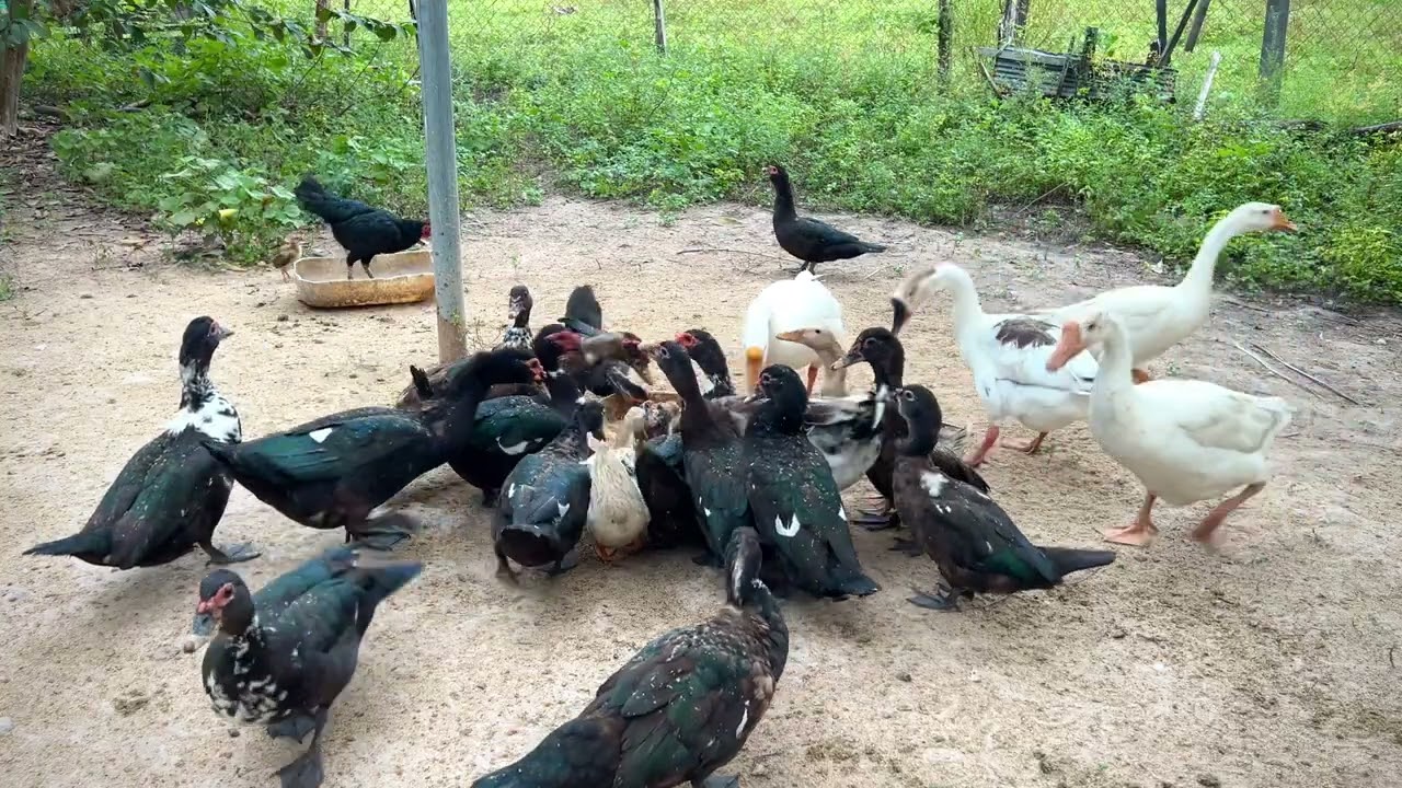 Free Time With Duck and Geese #birds #farmlife #nature #duck #geese #duckfarmer #ducklife 