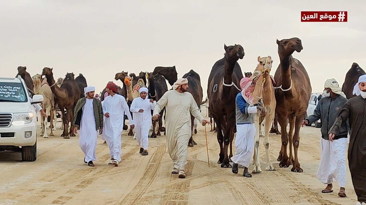 مسيرة منقية مالك العزبة الذهبية - رجل الاعمال -ساري بلوش بن براك المزروعي- شوط الظفرة للمجاهيم