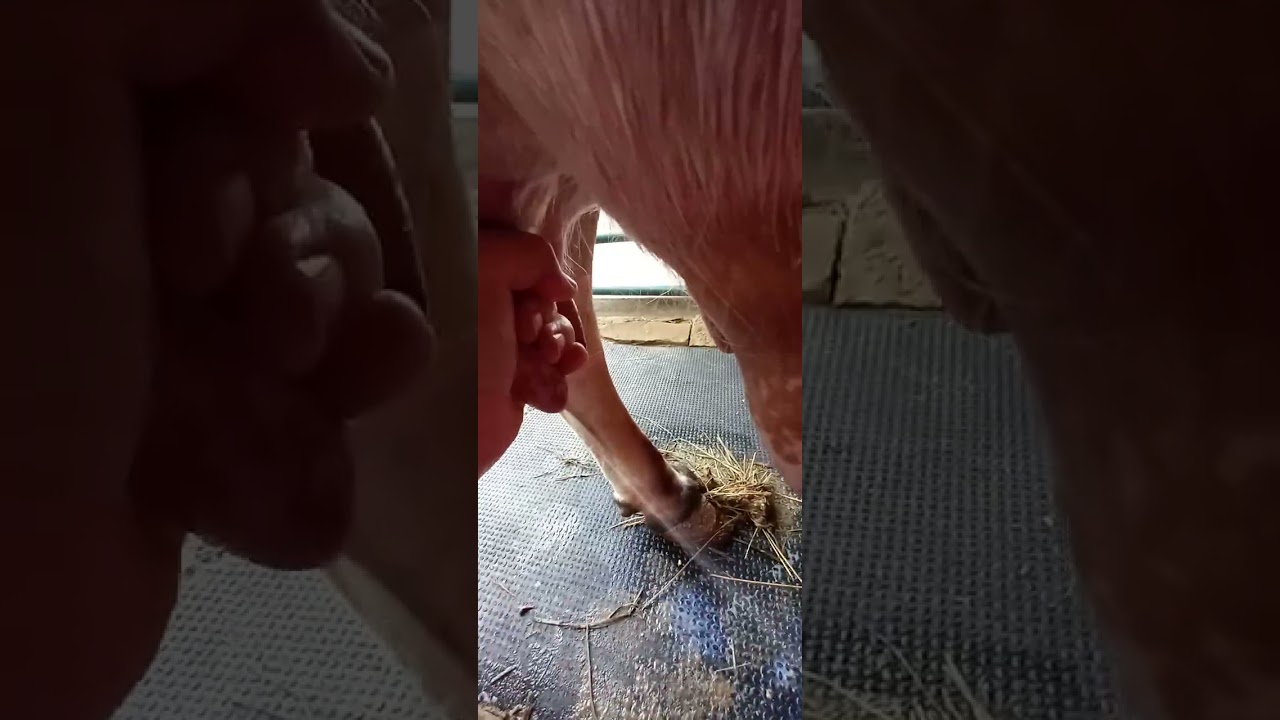 Handmilking Annabelle 
