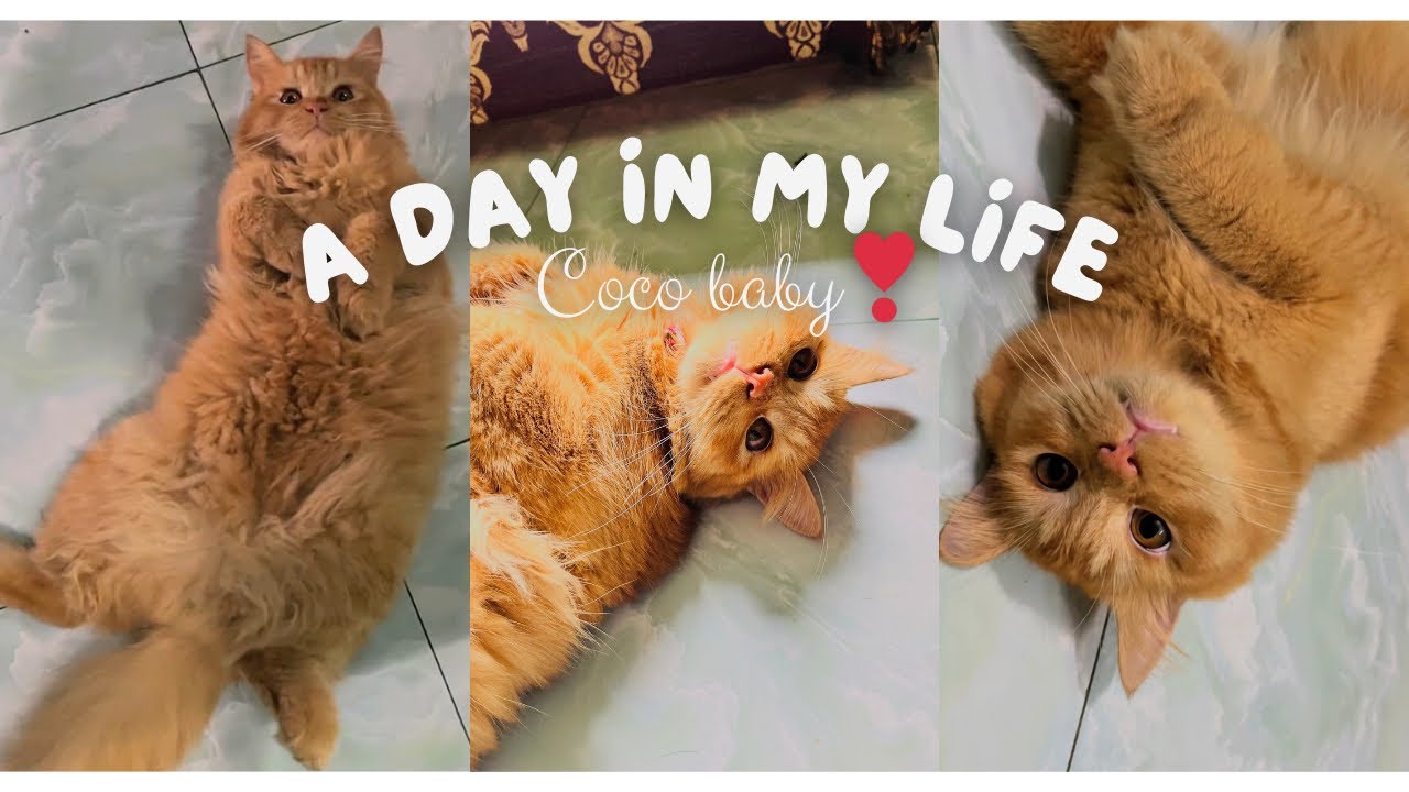 Cute Cat Reactions That Melt Your Heart ❤️ #cocobaby #cococat #catvlog #animallovers #Child#catlove
