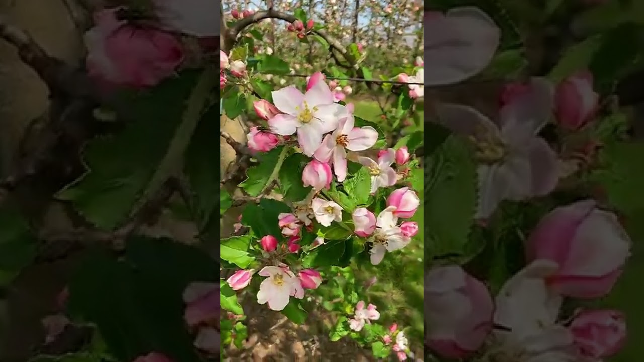 Цветущий Лимбург. 🌿🌸🌱#shorts #короткие_видео