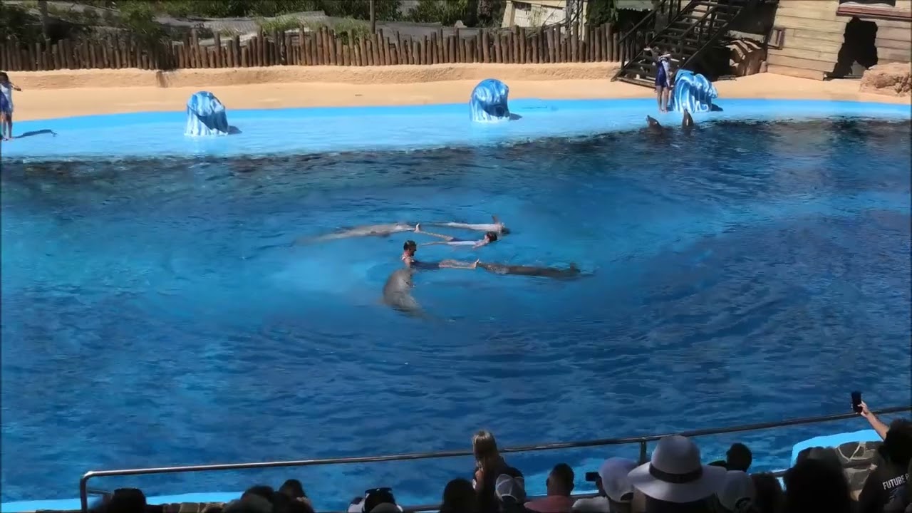 Espectáculo con delfines en Mundomar Benidorm 2024