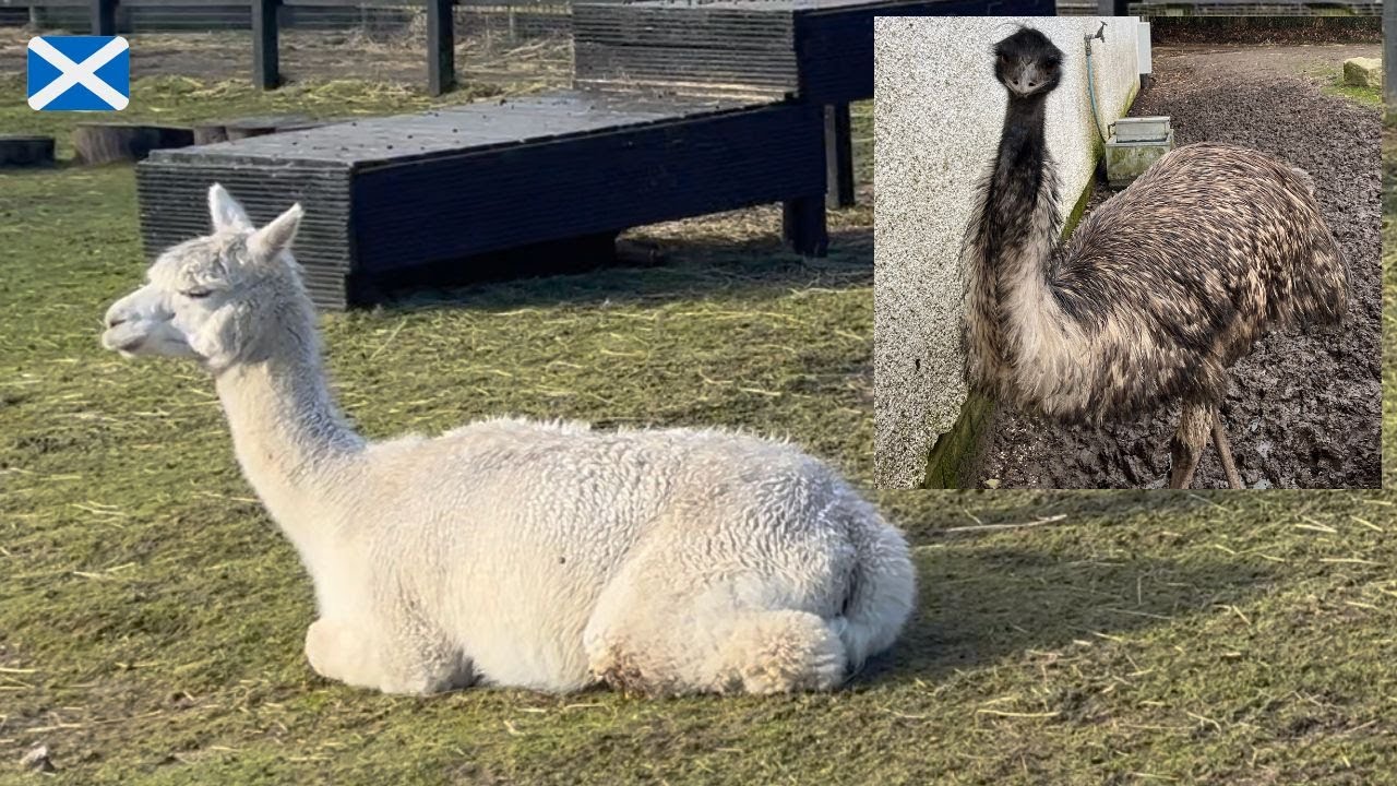 Petting Zoo and Maze adventure in Scotland | Hazlehead park Aberdeen in Feb 2024