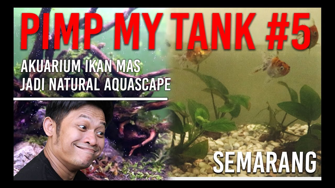 PIMP MY TANK #5 AKUARIUM IKAN MAS JADI NATURAL AQUASCAPE