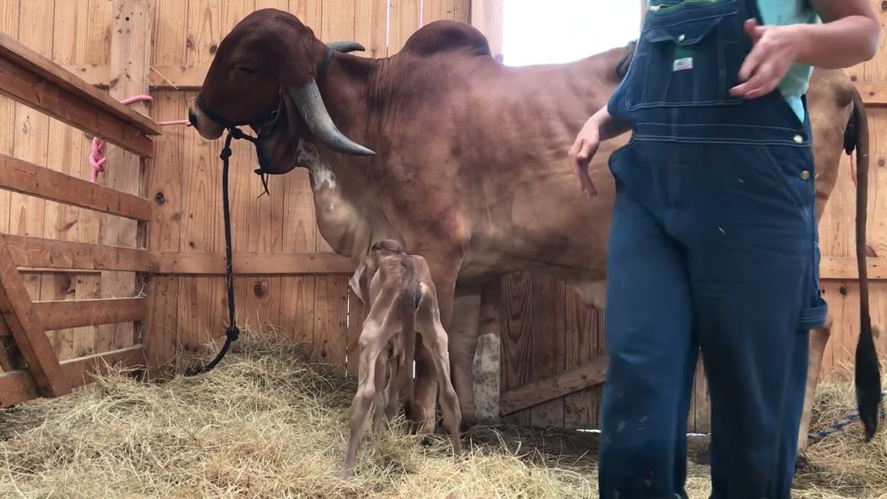 Attempting to Allow Mother Cow to Nurse Baby Cow: Baby Cow Get’s Kicked