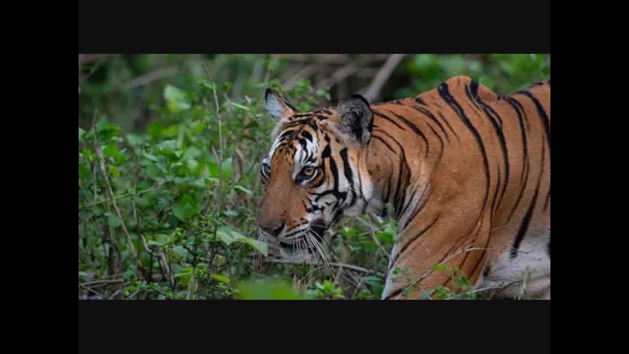 Big Tiger Spotted on Road in Kerala #Tiger #Wildanimals #Animallover #Kerala #forest #reels #shorts