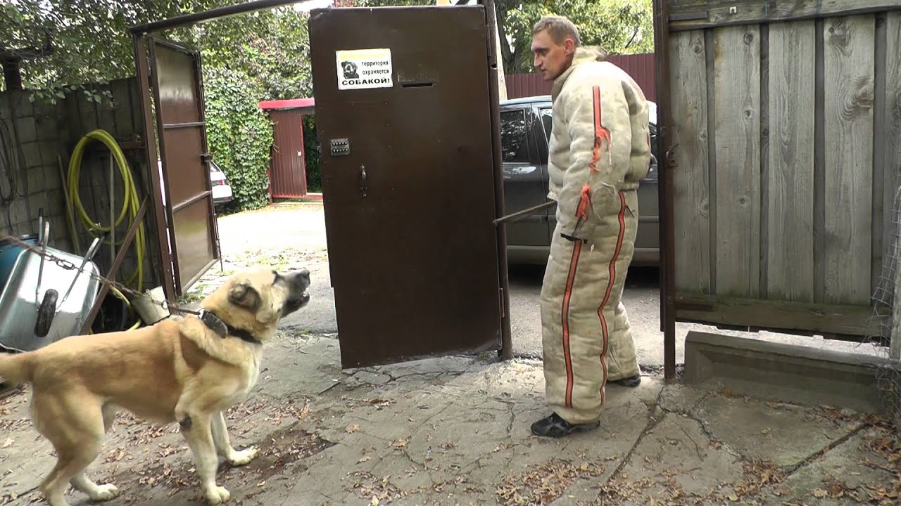 Aboriginal Caucasian Shepher Dikiy ( Hranitel gor)