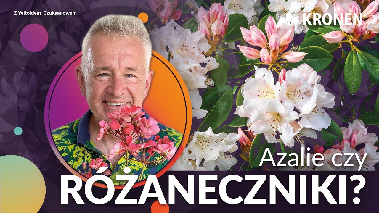 KRONEN 2024 - Azalie czy r&oacute;żaneczniki?