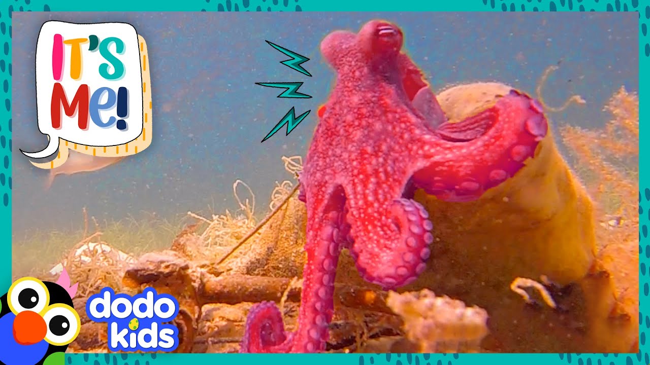 Meet A Bunch Of Goofy Animals Who Are Best Friends With Humans! | 30 Minutes Of Animals | Dodo Kids