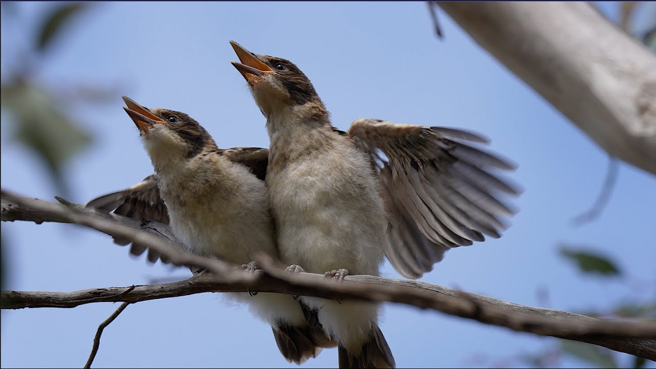 Grey Butcherbird siblings