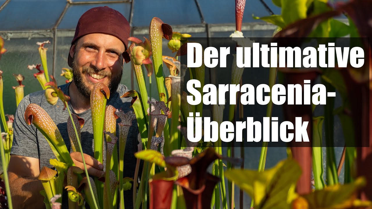 #93 Schlauchpflanzen: wunderschöne Vielfalt - alle Arten im Detail!