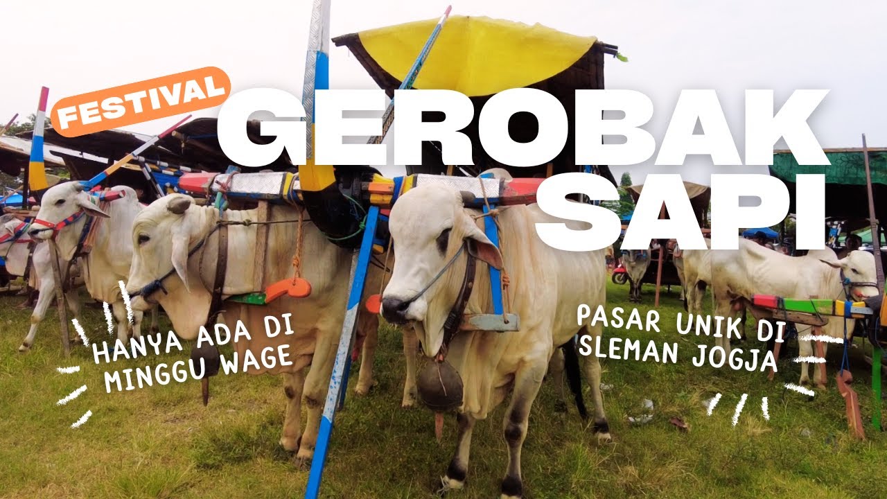 GEROBAK SAPI JOGJA BISA NAIK GRATIS || PASAR JANGKANG SLEMAN