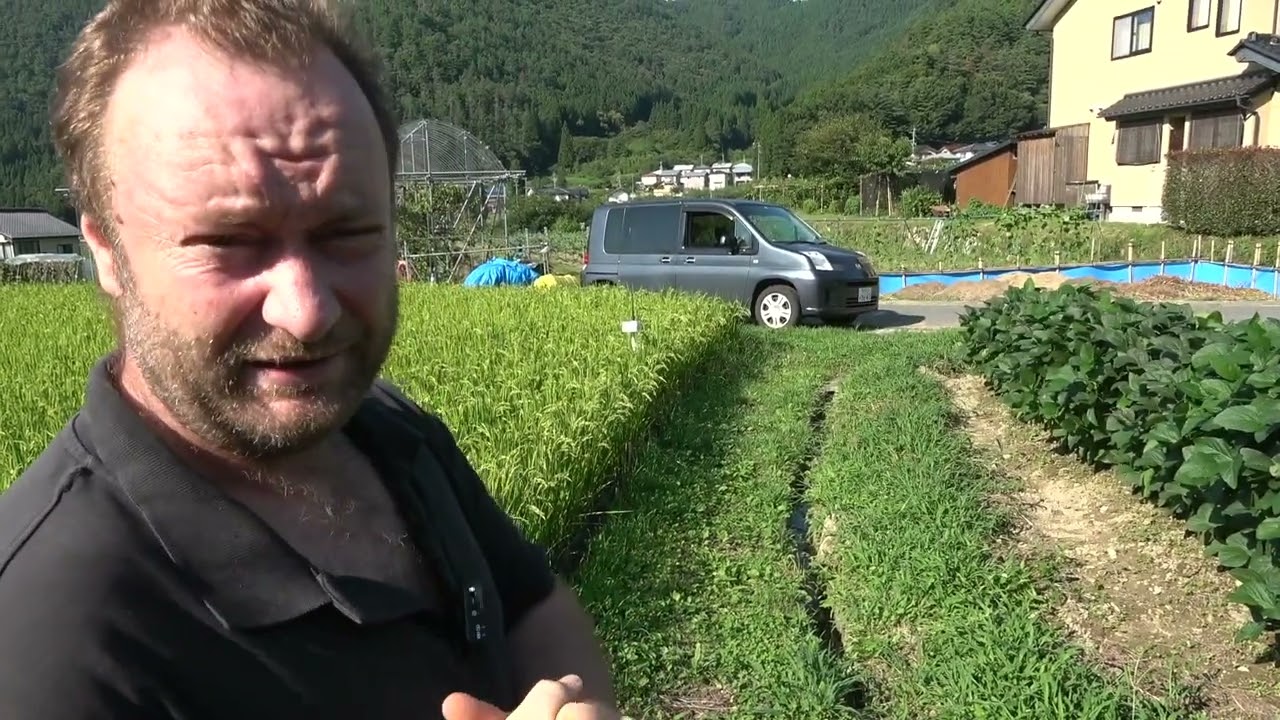 Steve's rice fields