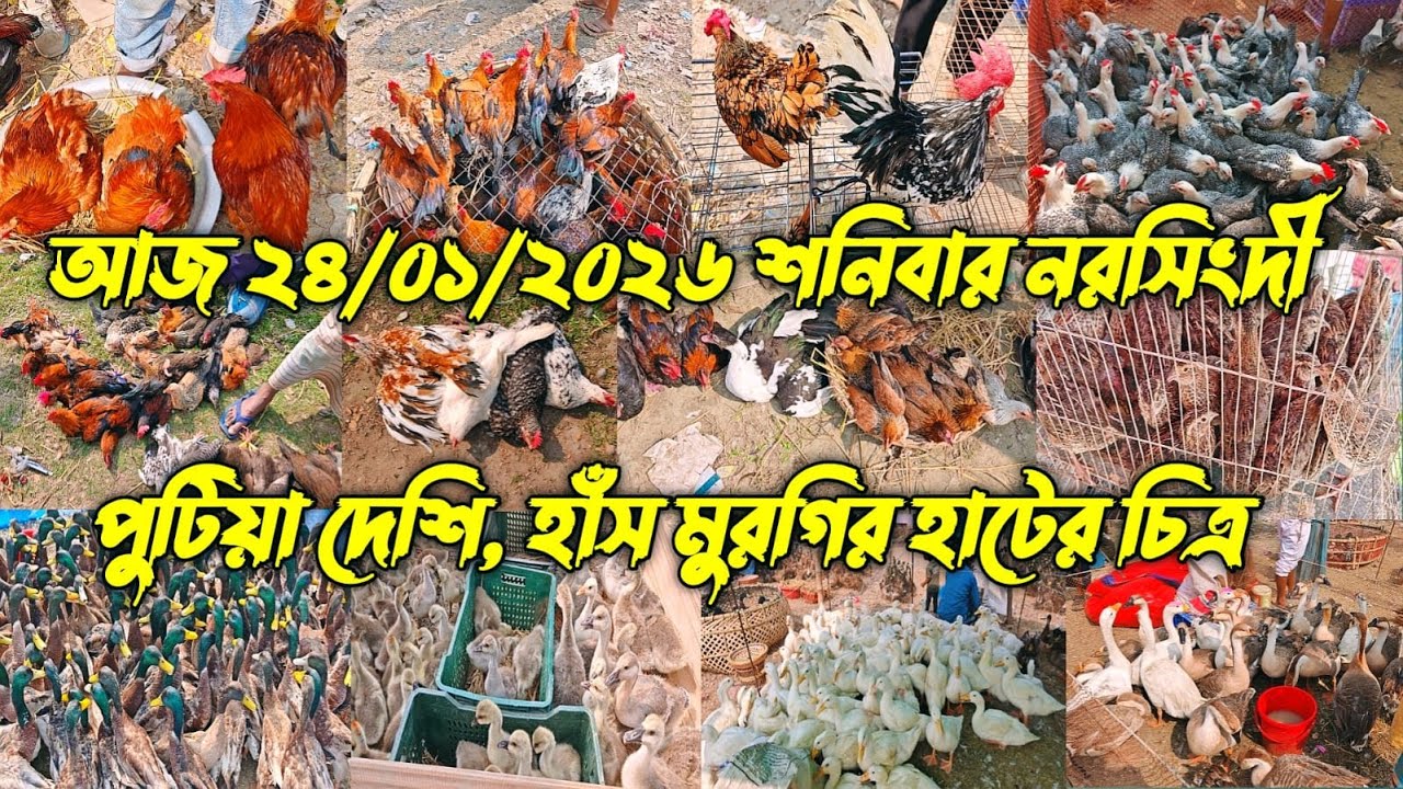 আজ ২৪/০১/২০২৬ শনিবার নরসিংদী পুটিয়া দেশি, হাঁস মুরগির হাটের চিত্র