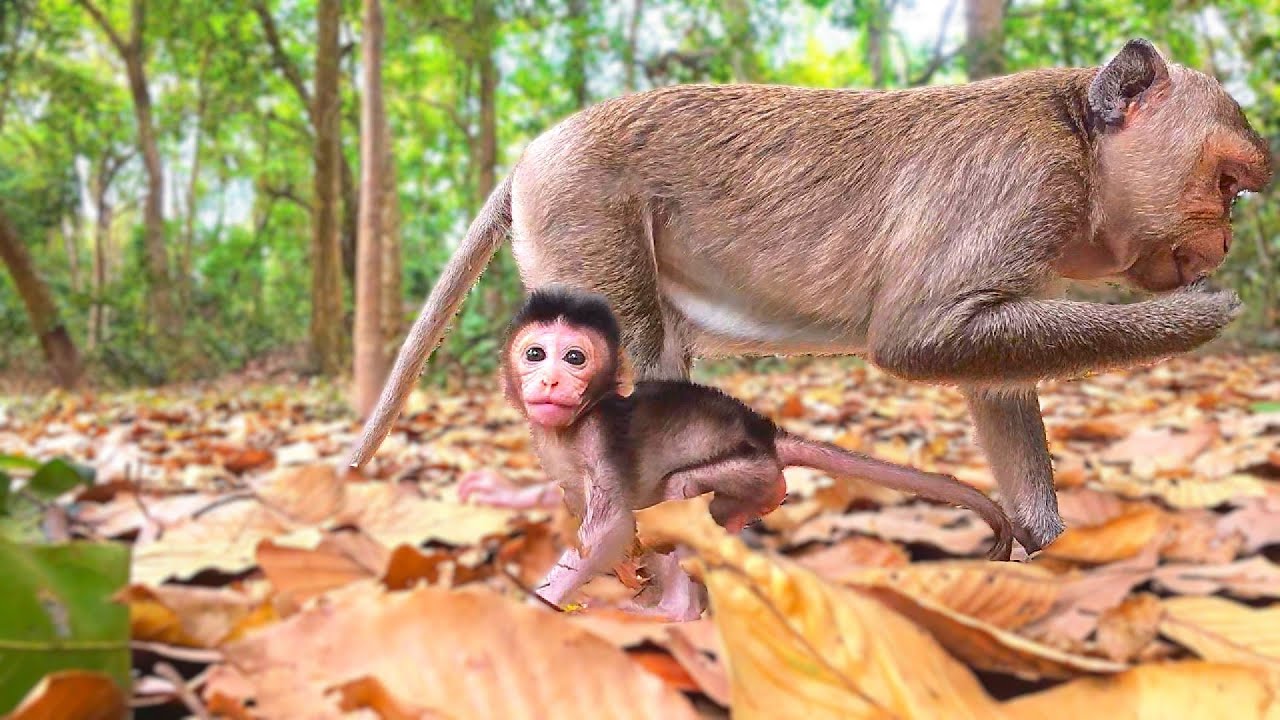 Tiny Monkey and Mom Search for Food! #monkeys