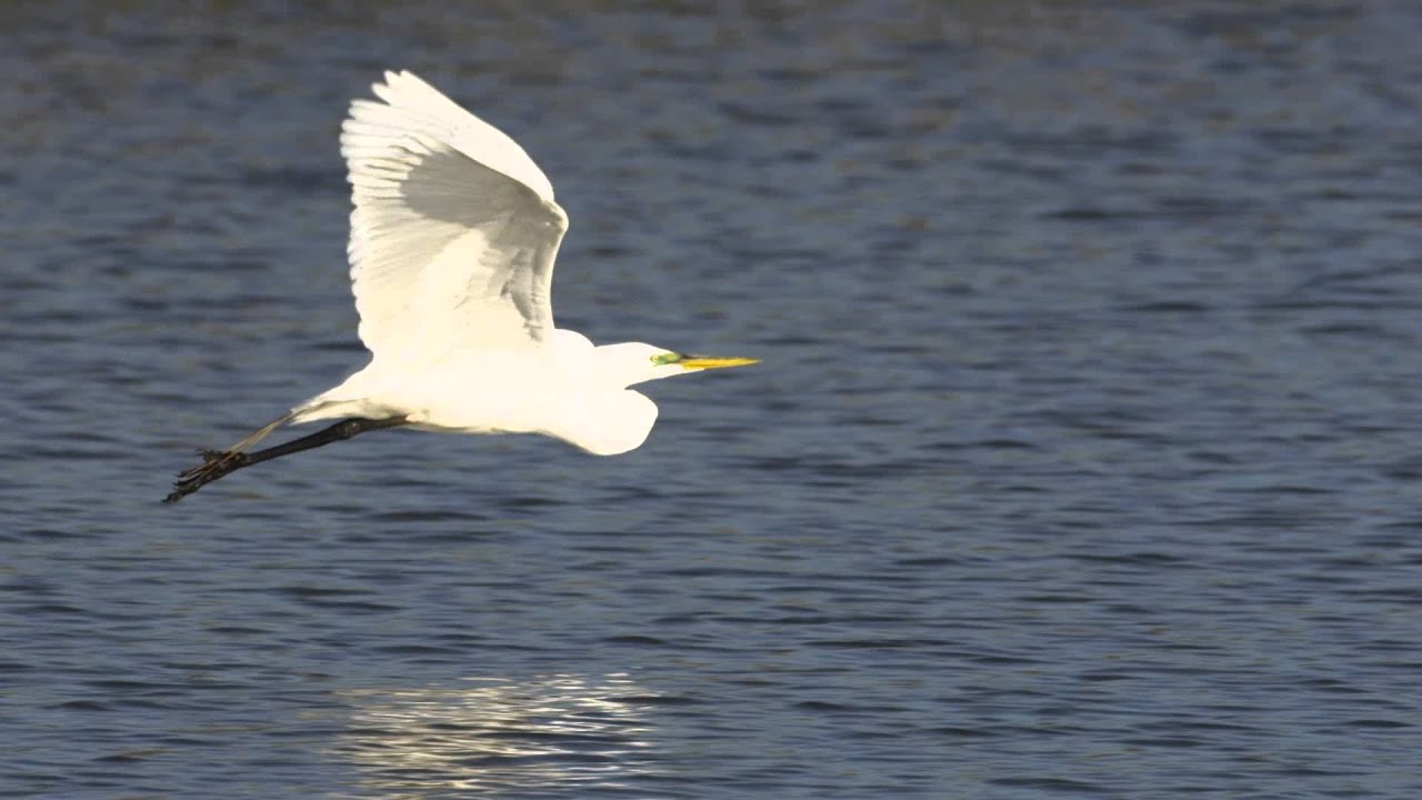 Great Egret in Flight at Arcata Marsh