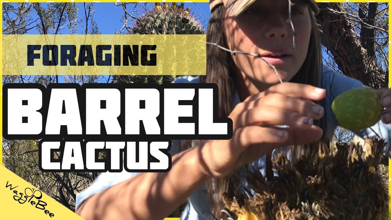 Eat Cactus: Foraging BARREL CACTUS Fruit