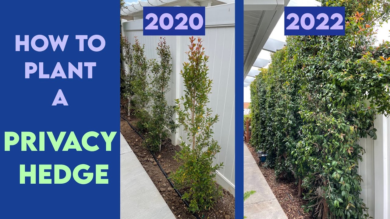 How to Plant a Privacy Hedge + Installing Drip Irrigation - Eugenia (Syzygium Paniculatum)