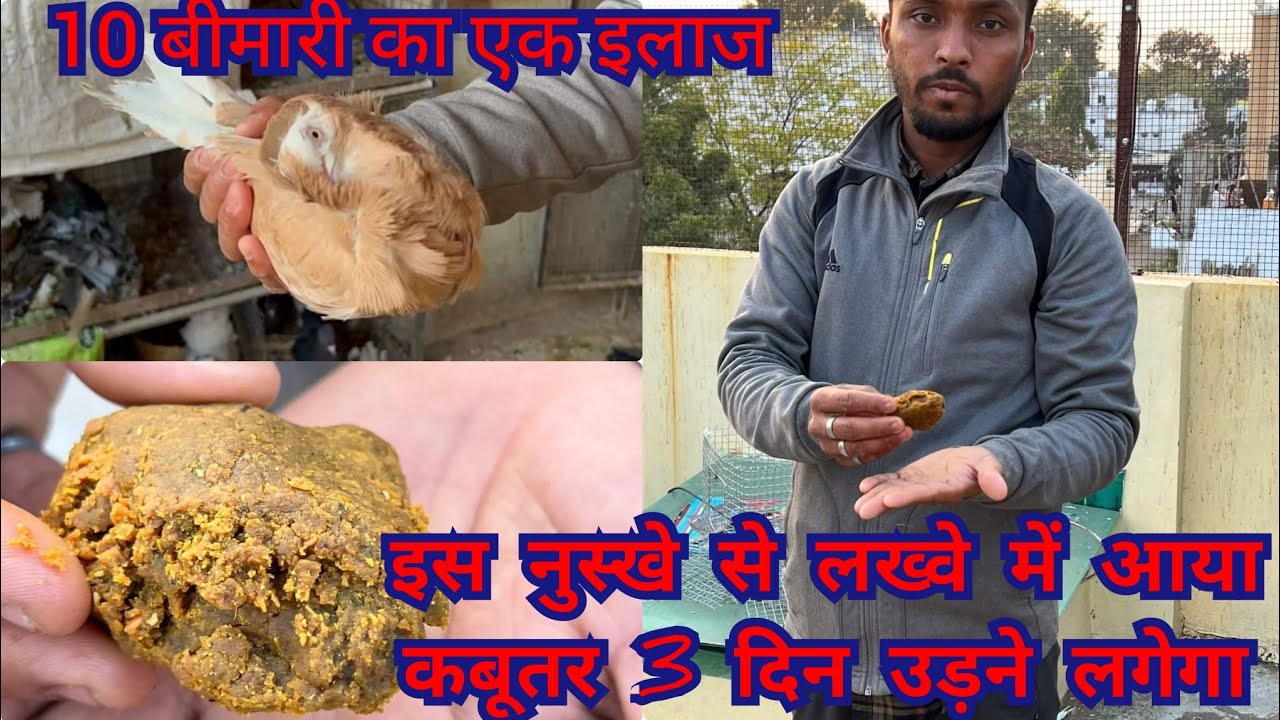 कबूतर की लखवे (lakhwa),गर्दन तोड़, सर्दी,खासी जेसी 10 बीमारी का एकमात्र इलाज #pigeon #treatment