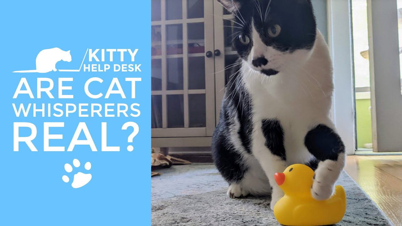 Are Cat Whisperers Real? (here's a hint: 🦆)