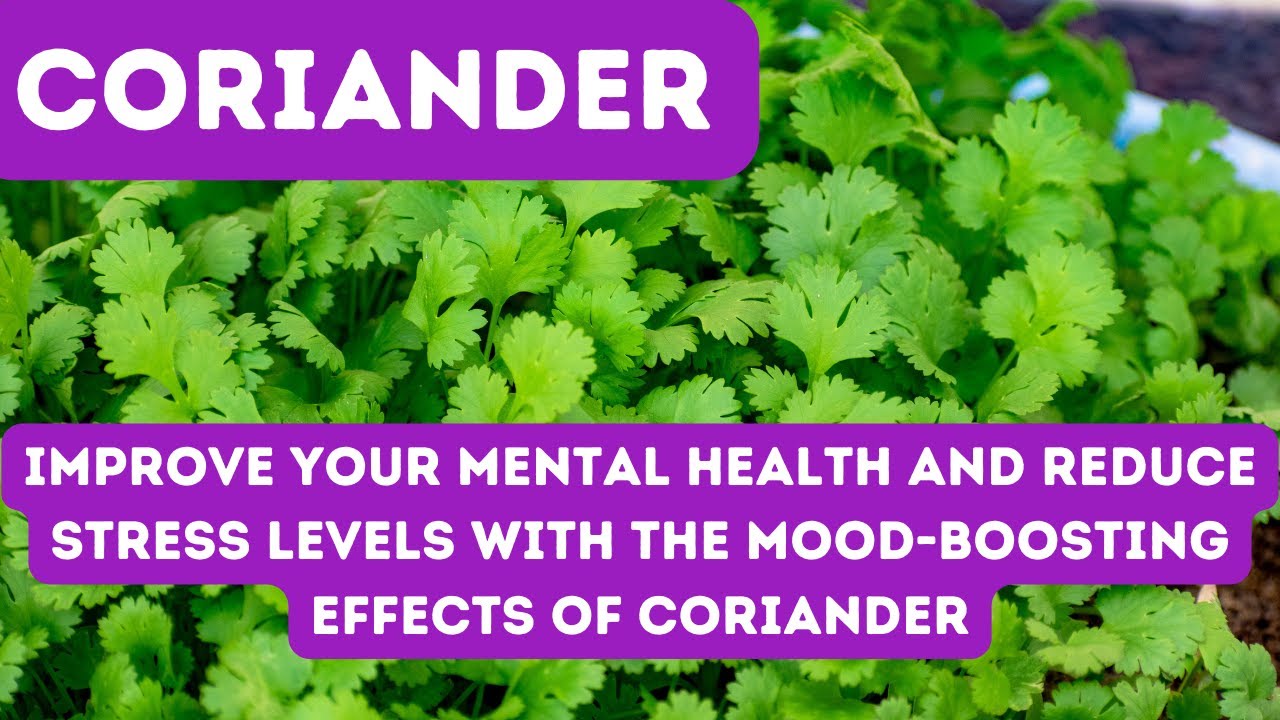 16 SURPRISING HEALTH BENEFITS OF CORIANDER YOU SHOULD KNOW