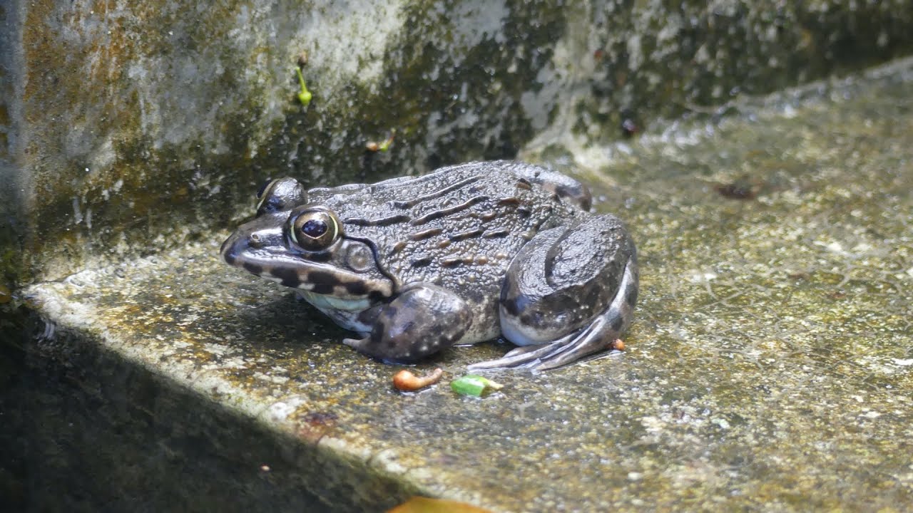 Wildlife of Sri Lanka - 33. Amphibians
