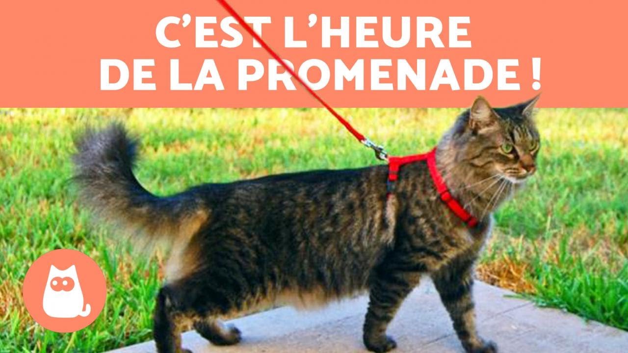 5 conseils pour PROMENER son CHAT en LAISSE 🐈🚶&zwj;♂️