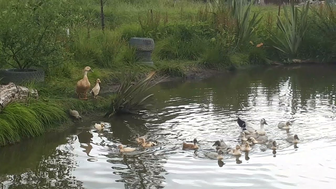 UPDATE!! Ducklings growing up