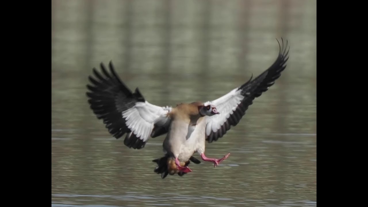 Nilgänse 4k mit lautem Geschrei, Flug, Landung, Begrüßung _ #Vogelbeobachtung