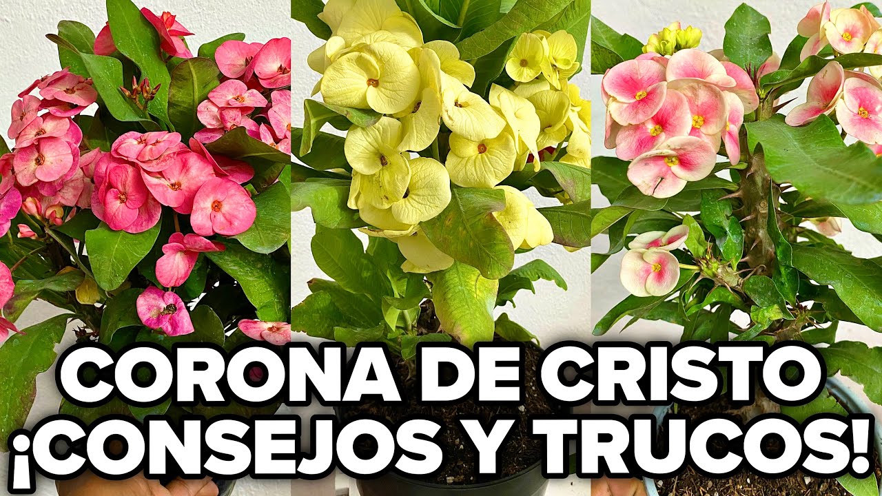 CORONA DE CRISTO CONSEJOS y TRUCOS PARA Un TRASPLANTE EXITOSO Con MUCHA FLORACION