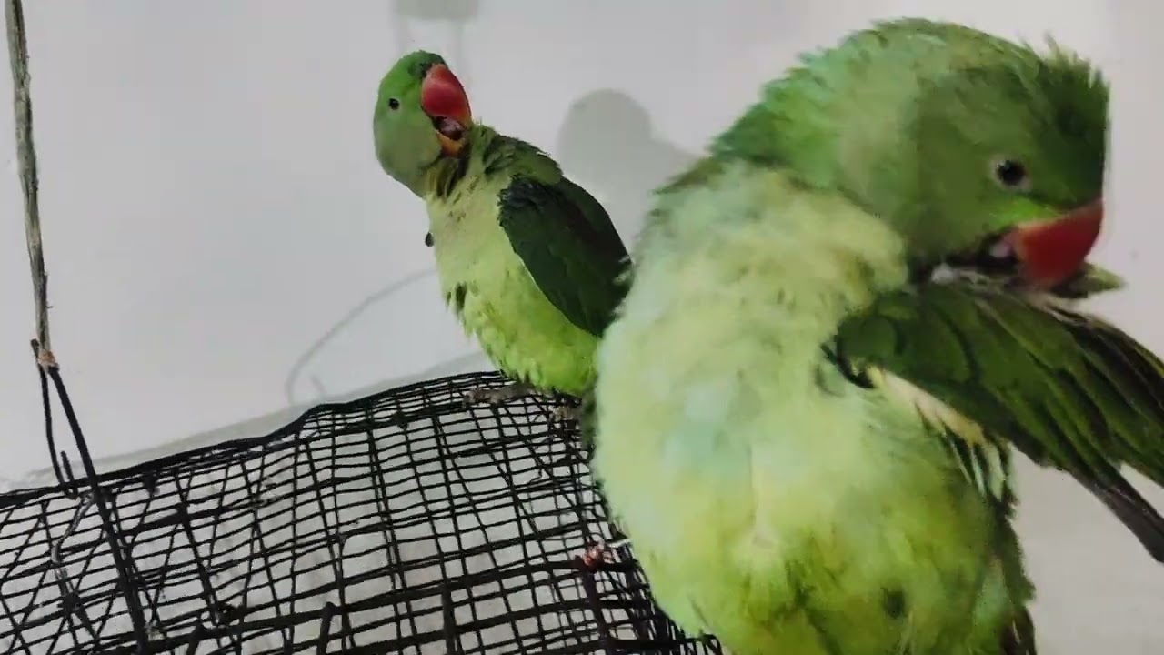 #parrot