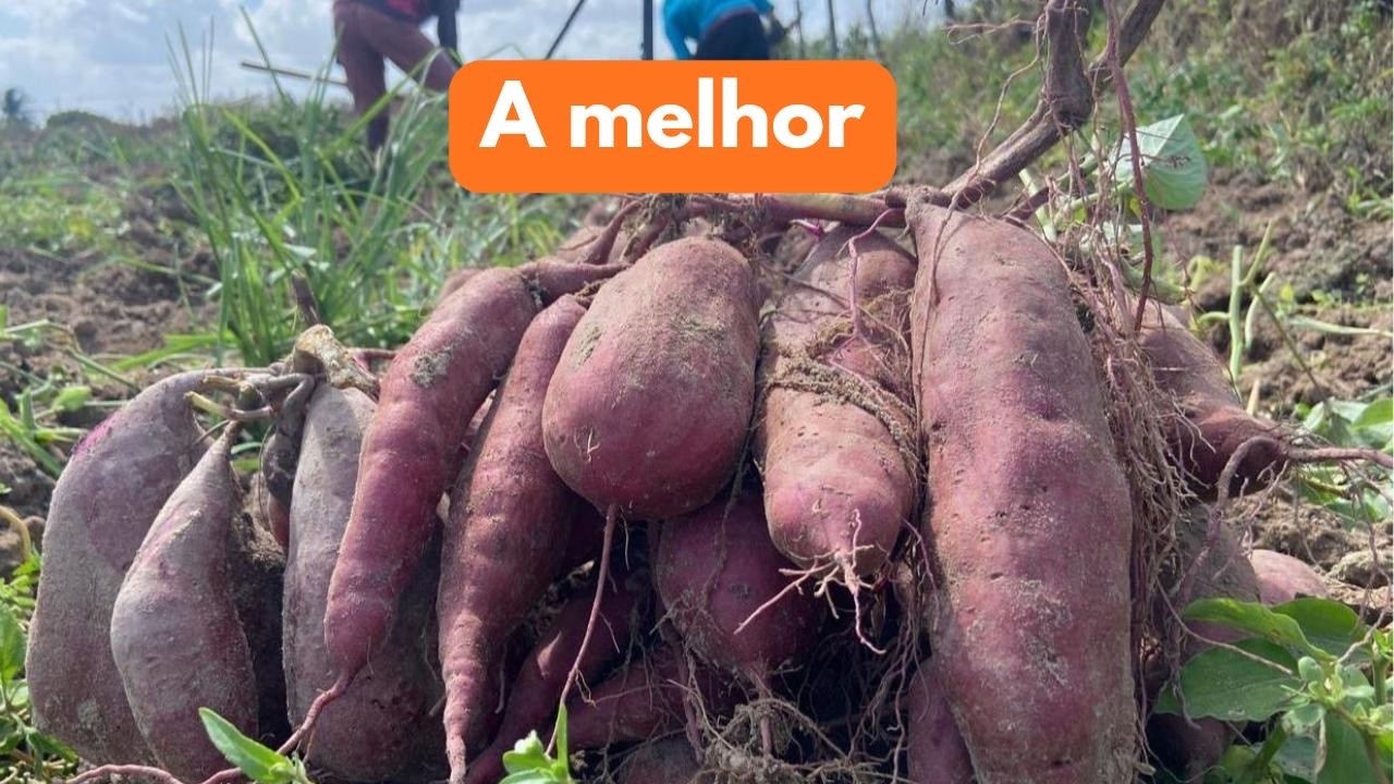 MELHOR BATATA DOCE 🍠