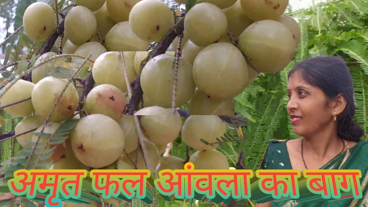 Garden of nectar fruit 🍑🍓 Amala | अमृत फल आंवला का बाग़ 