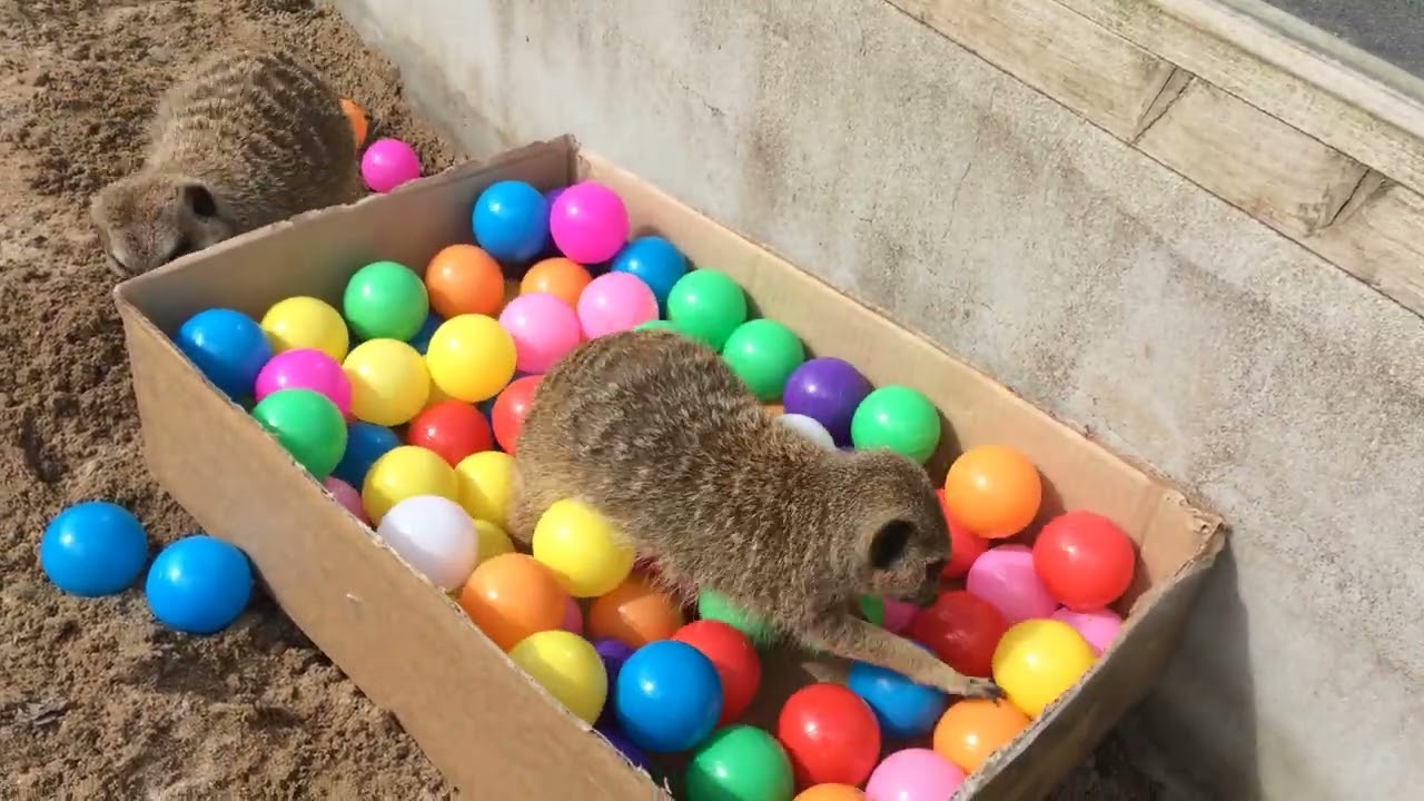 Meerkats playing with a ball pool at Fernvalley Wildlife Centre in Orkney