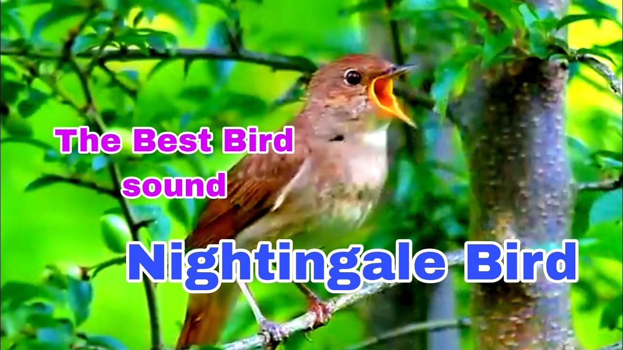 Nightingale Bird sound #bird sound #unique bird sound #natural Bird sound #The best Bird sound 