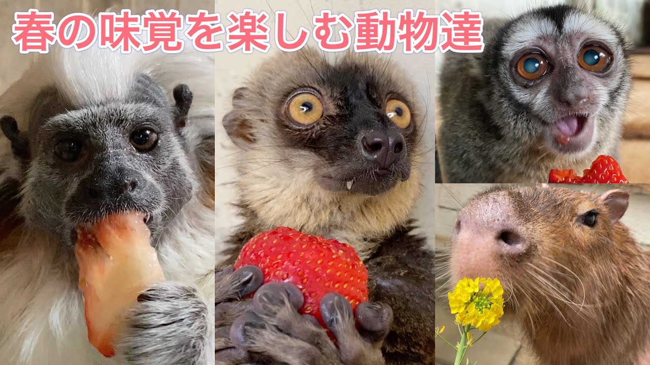 GWは草津温泉の動物園に行こう！いちごや菜の花などの春の味覚を楽しむ動物達です♫