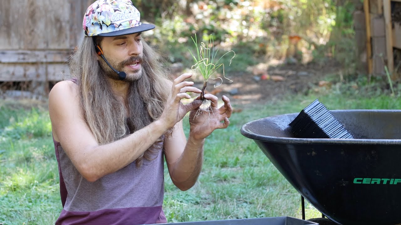 Two ways to propagate nodding onions!