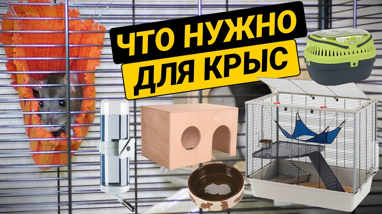 Что нужно купить для крысы? Необходимые аксессуары для домашних крыс