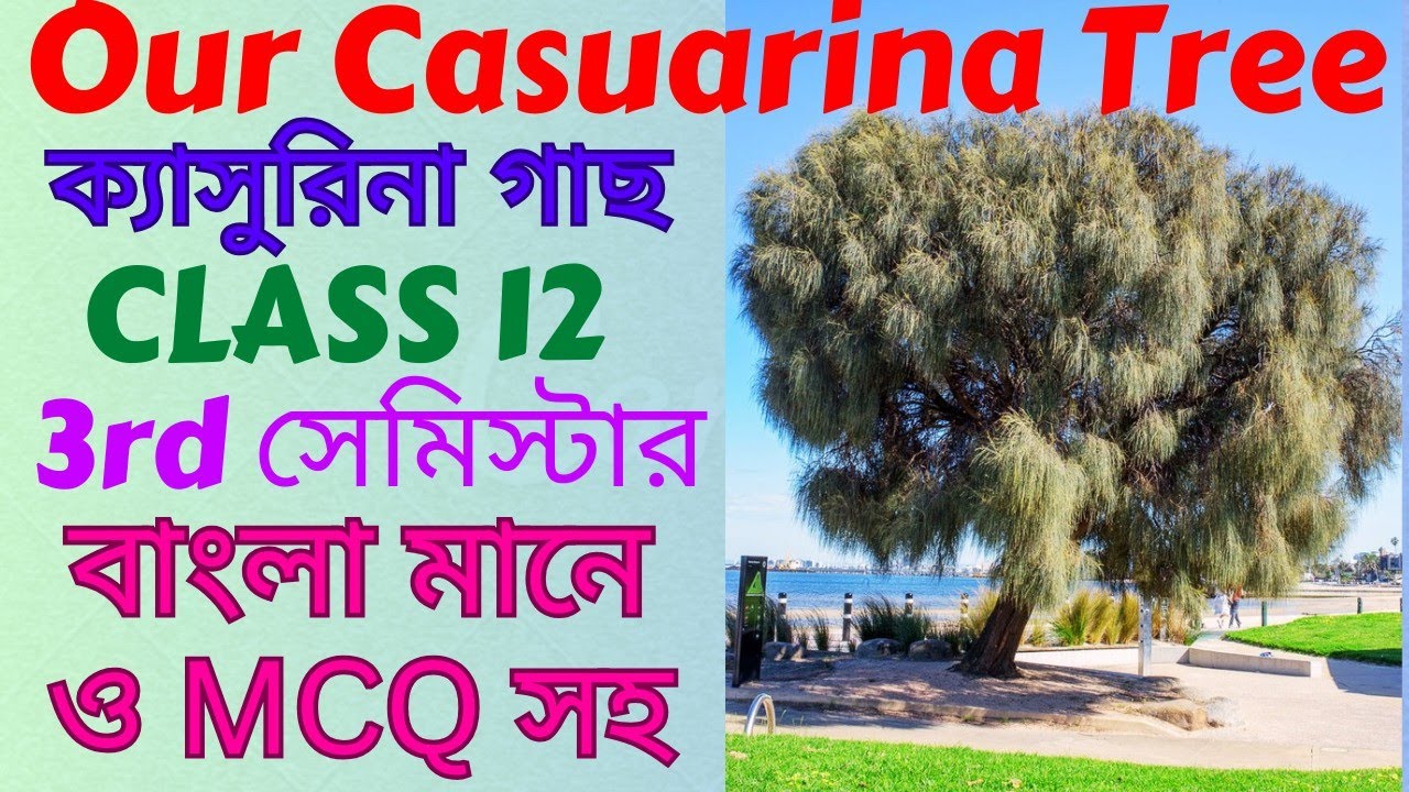 Our Casuarina Tree by Toru Dutt in Bengali। Our Casuarina Tree Class 12 Bengali Meaning 3rd Semester