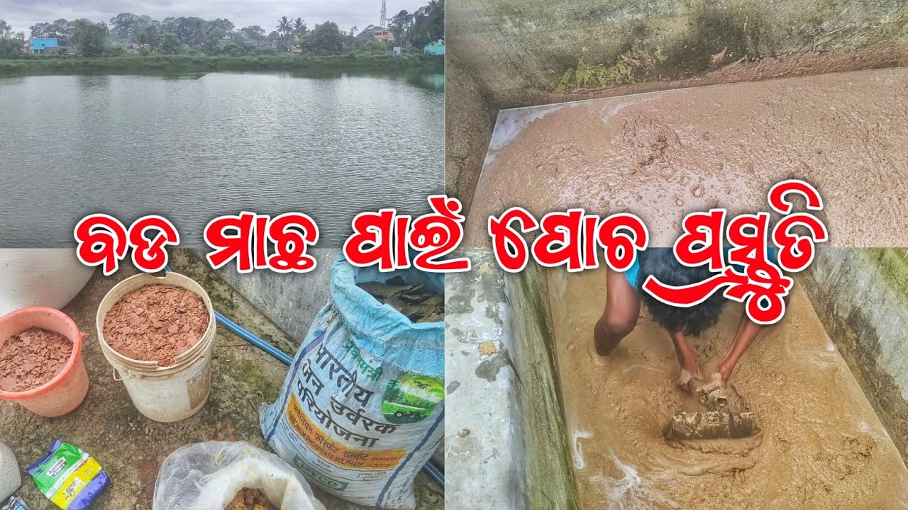 ବଡ ମାଛ ପାଇଁ ପୋଚ ପ୍ରସ୍ତୁତି || How To Make Plankton For Big Fish || @Dibya Angul Farming