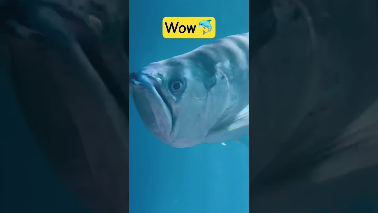 Under Water Fish Tunnel #shorts #shortsfeed #fish #fishing #snext