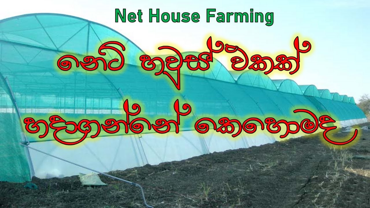 How to Build a Net House in Sinhala | Net Farming in Sinhala | Poly tunnel in Sinhala |