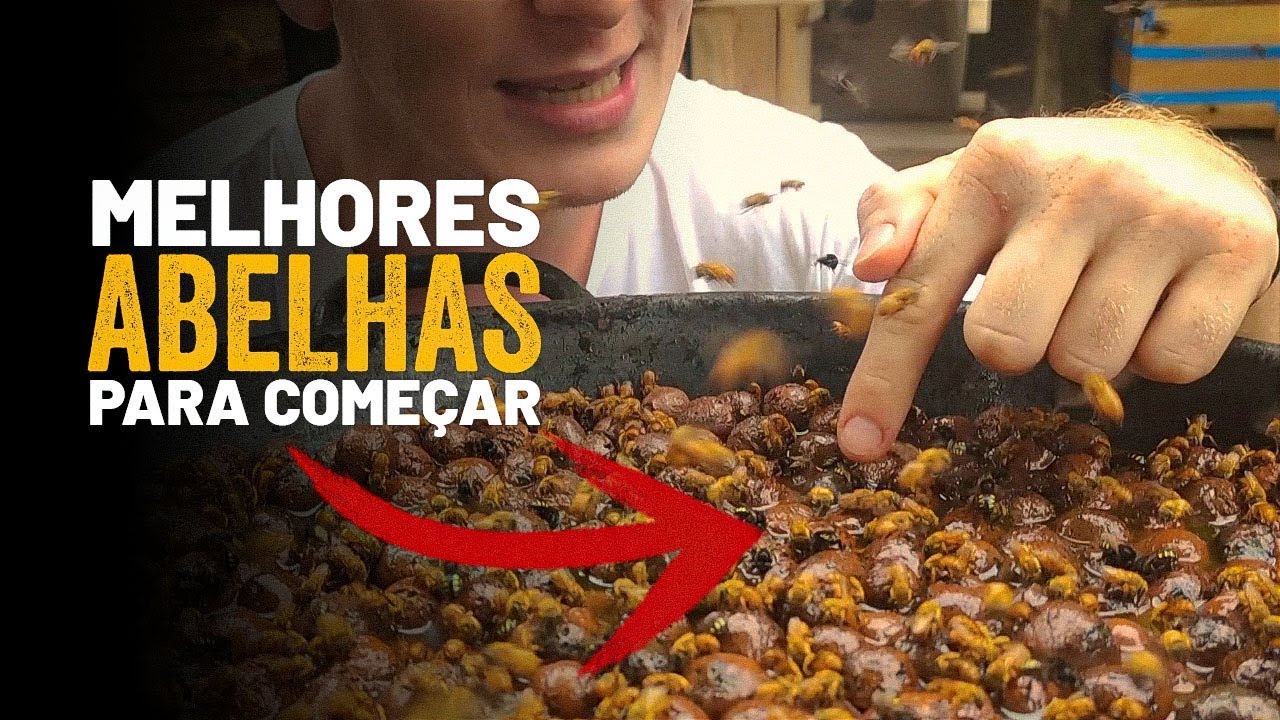 MELHORES ABELHAS SEM FERRÃO para começar na criação!