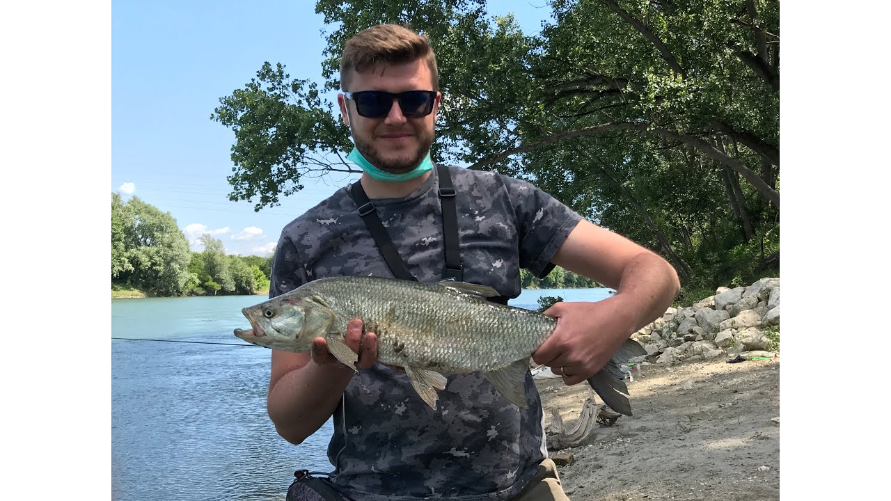 PESCA SPINNING ASPIO FIUME ADDA - РЫБАЛКА СПИННИНГ НА ЖЕРЕХА В ИТАЛИИ